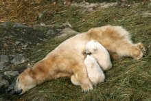 V brněnské ZOO se objevuje první pár ledních medvědů