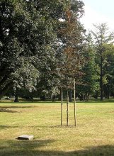 památný strom: strom Milénia