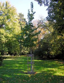 pamětní deska: vysazení stromu k 222. výročí zpřístupnění parku veřejnosti