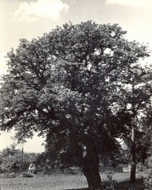 památný strom: dub
