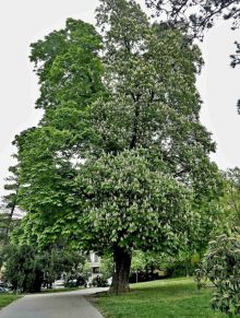 památný strom: jírovec maďal