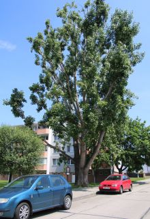 památný strom: topol kanadský