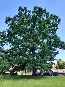 památný strom: dub letní