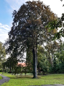 památný strom: buk lesní červenolistý