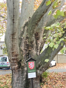 památný strom: platan javorolistý