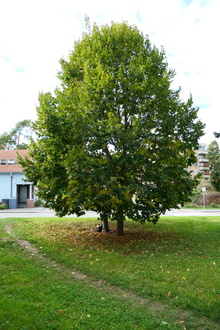 img34434.jpg