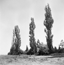 img37014.jpg