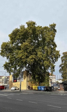 img38075.jpg